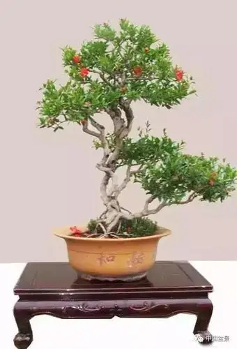 一组石榴盆景作品欣赏,石榴满枝,别具情趣!