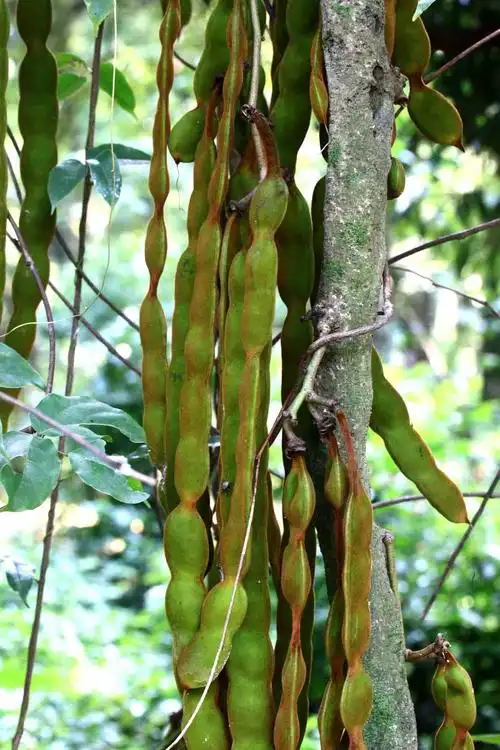 【常春油麻藤】豆科,油麻藤属 - 简书