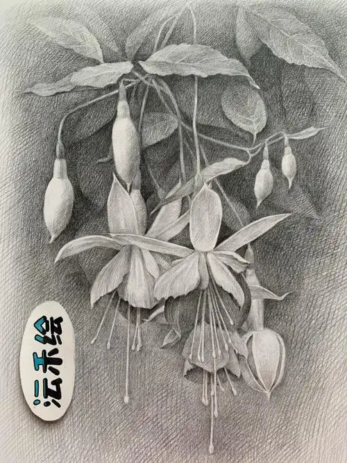 素描花卉吊钟花铅笔素描手绘