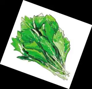 过敏体质者尽量少吃马兰头荠菜莴苣(图)