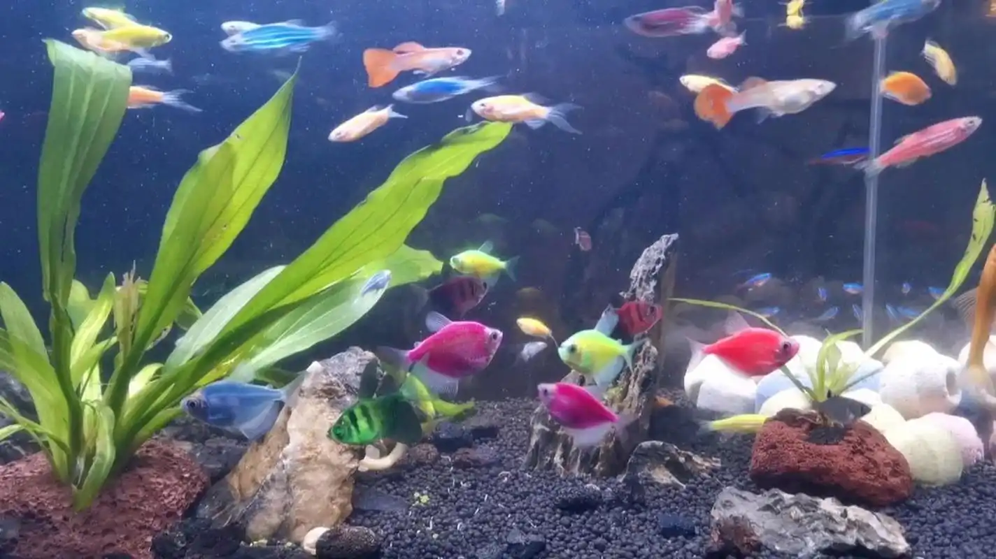 小型热带鱼混养经验【现身说法】 1.