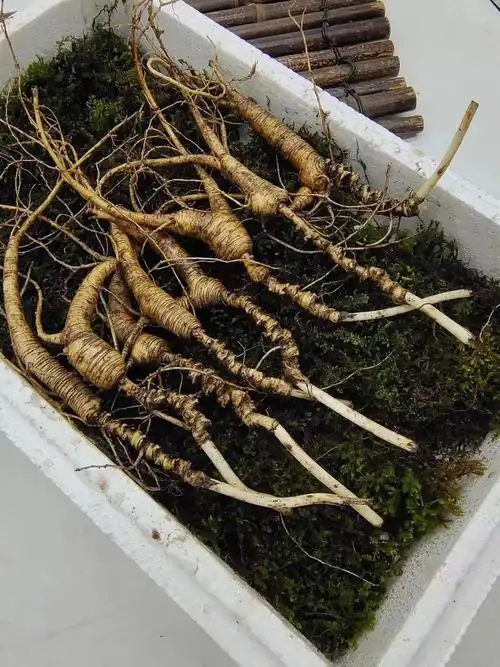 老山参长芦芦腕紧密老纹须毛好