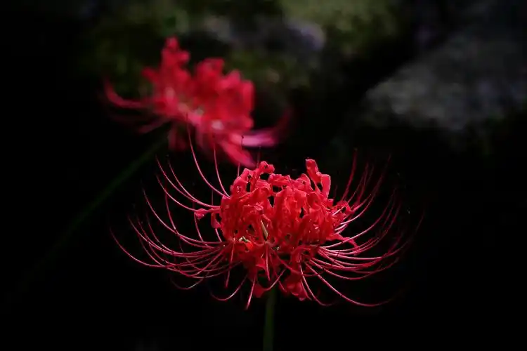 优美纯洁的彼岸花啊你开得真准时