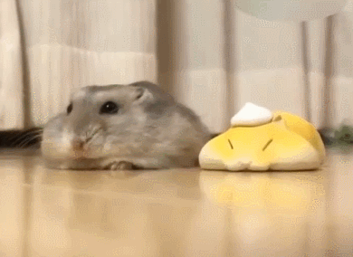 小老鼠可爱毛茸茸萌萌哒gif动图_动态图_表情包下载_soogif