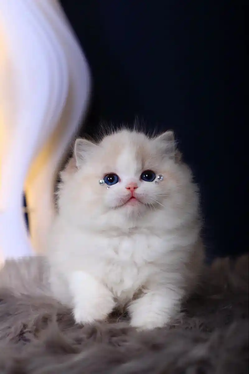 微笑小猫93海豹山猫双色布偶妹妹找麻麻.