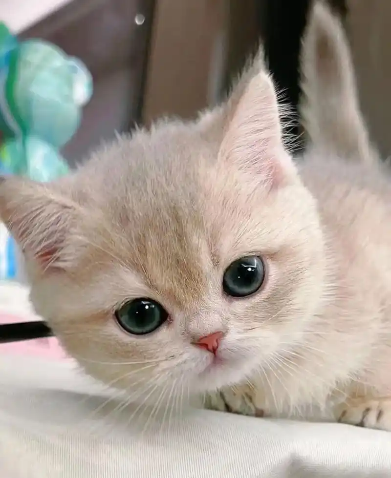 蓝金渐层便宜出,自家喂养的幼猫.品相超好,现在2 个多月大, - 抖音