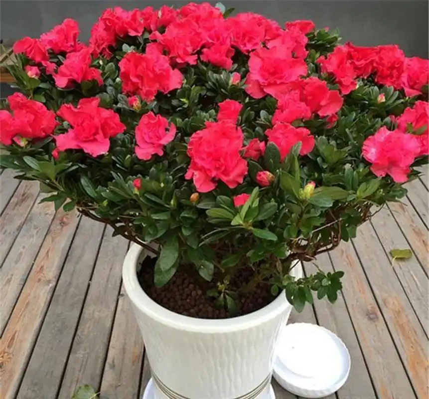 [大红花]四季杜鹃是杜鹃花中的一种,在温度和光照合适的情况下,可以四