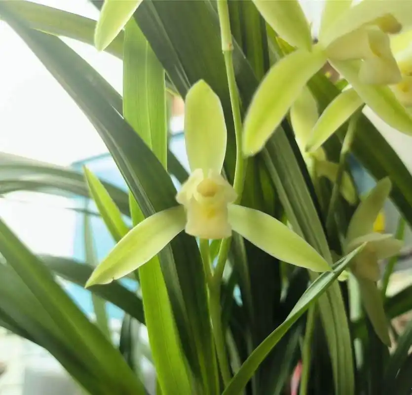 在兰花的世界里,龙岩素兰花犹如一位低调的高贵贵族,她不仅拥有光泽