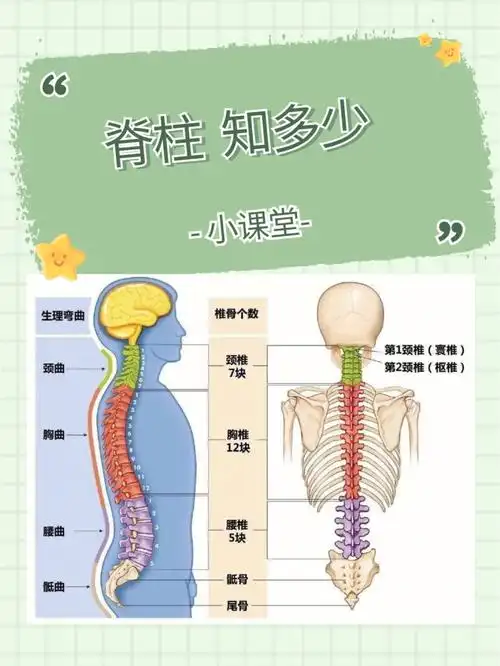 系列篇运动解剖书004
