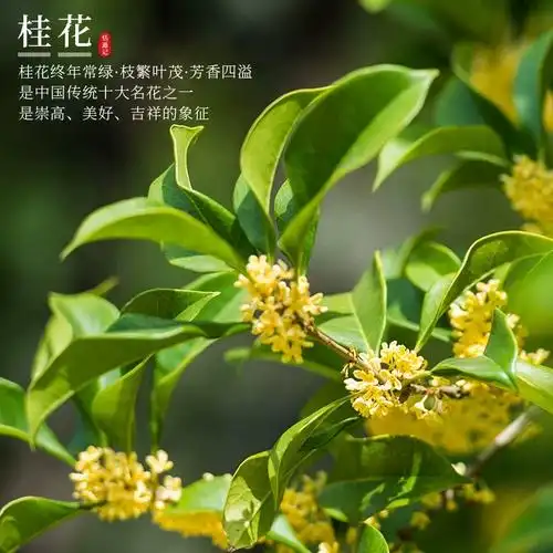 开花桂花树苗盆栽庭院绿植室内好养 花苗绿化美观浓香型花卉 四季 -