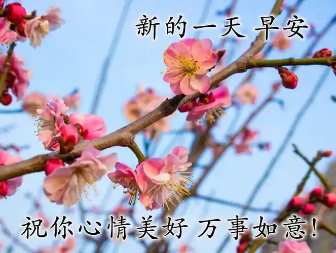 最美早安问候祝福语带图片清晨问候大家早上好暖心祝福句子