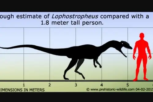 冠椎龙欧洲中型植食恐龙体长5米颈椎骨突起