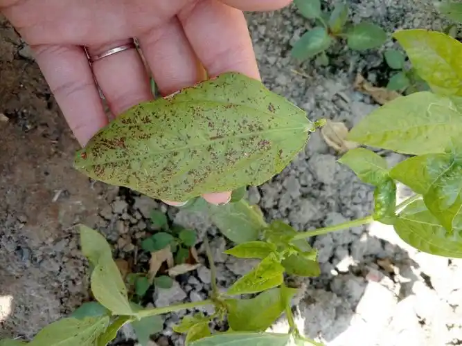 急问!豆角怎么了