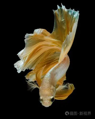 斗鱼隔离照片-正版商用图片0t24xa-摄图新视界