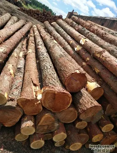 国产落叶松专业户 - 中国华北原木国产原木 - 木材驿站