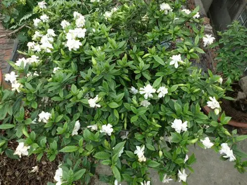 批发小叶栀子花苗 四季栀子花 观花植物四季栀子花苗 量大从优