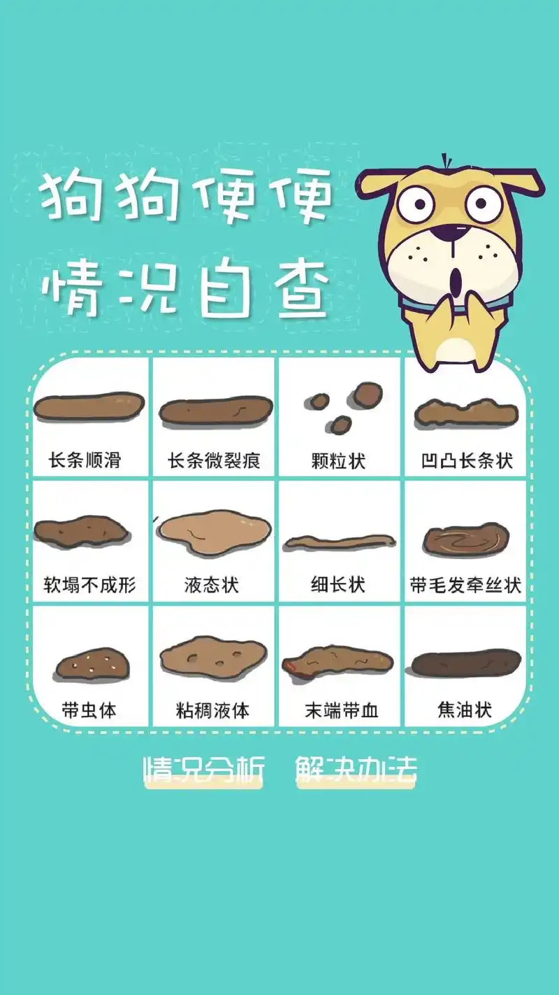 养狗必备:狗狗便便自查攻略.狗狗拉稀,便秘怎么办? 如何从狗 - 抖音