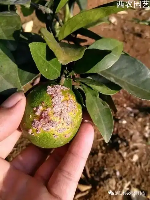 柑橘溃疡病综合治理实战版