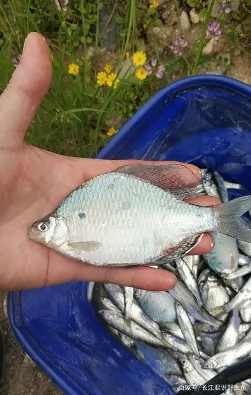 这是鳑鲏鱼?有人钓起许多"巨型鳑鲏鱼",钓鱼人:比鲫鱼还大