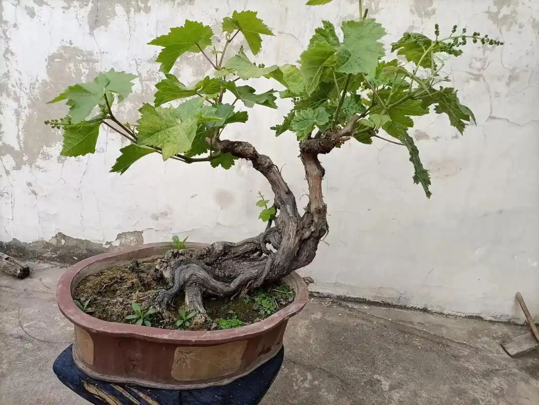 出售1998养到现在的葡萄盆景,这个盆景上结三种葡萄. - 抖音