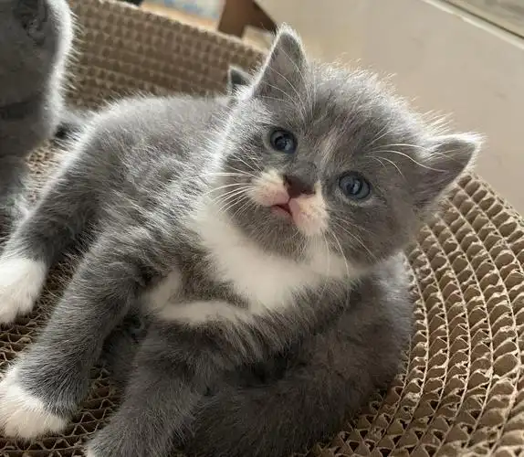 深圳龙岗可爱的陪伴着蓝猫蓝白领养