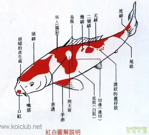 2,色彩——20分               色彩以鲜明浓厚为佳,对于任何品种,白