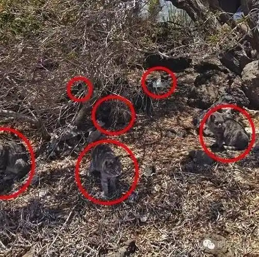 考眼力:你们找到图中隐藏的猫咪吗?