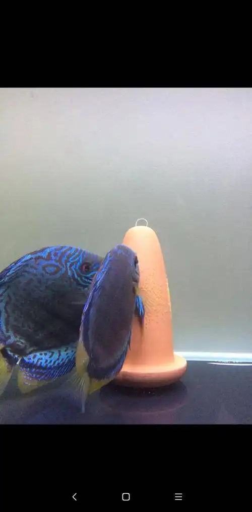 代友出蓝松石七彩神仙鱼