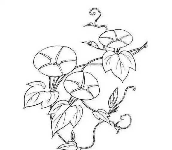 牵牛花简笔画 牵牛花简笔画彩色藤蔓
