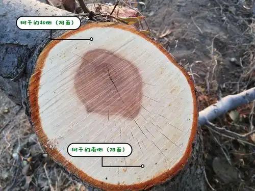 所以可以根据年轮来判定方向.