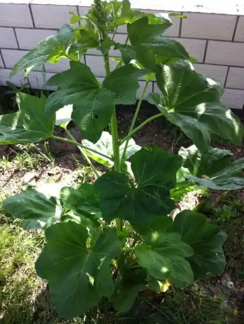 蜀葵是锦葵科蜀葵属植物,又名一丈红,熟季花,麻杆花,戎葵,吴