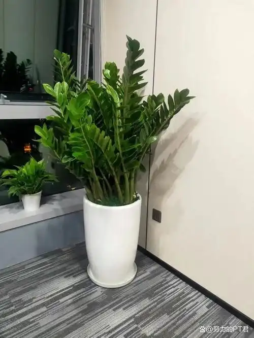 办公室绿植租的好处