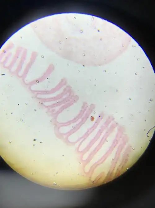 显微镜下的世界