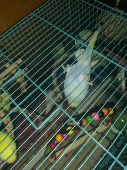 听说姨姨们喜欢看皮燕子