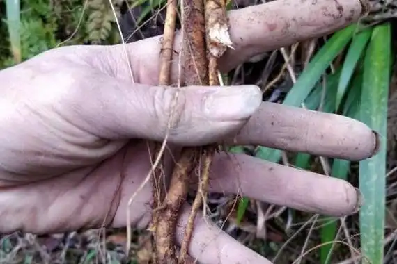 牛奶树根孕妇可以喝吗