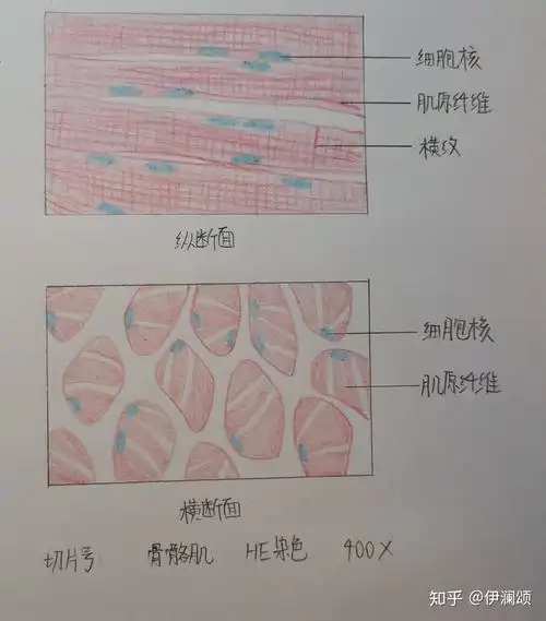 组胚实验红蓝铅笔绘图切片号未填