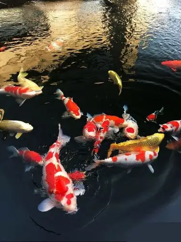 诚森家居专营店的优惠券大全—冷水观赏鱼包邮懒人鱼好养易养锦鲤耐