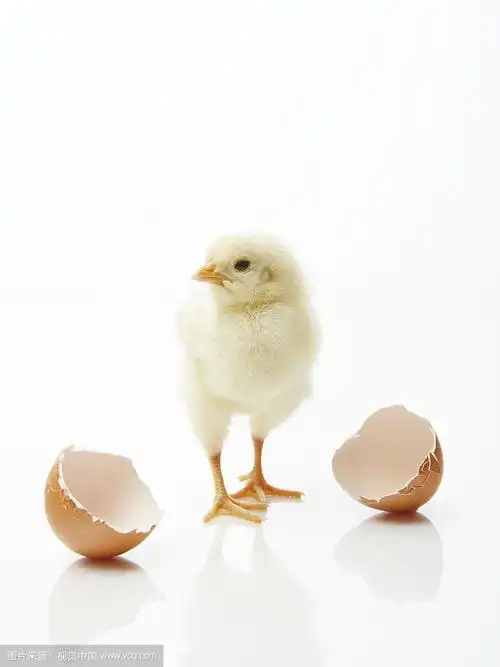 小鸡从蛋里孵出来的照片