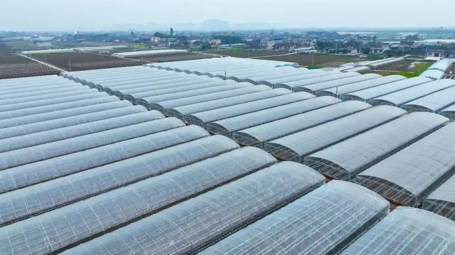 夹江金银河村蔬菜大棚里奏响农旅融合新曲