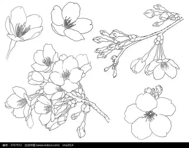 樱花简笔画樱花简笔画手绘