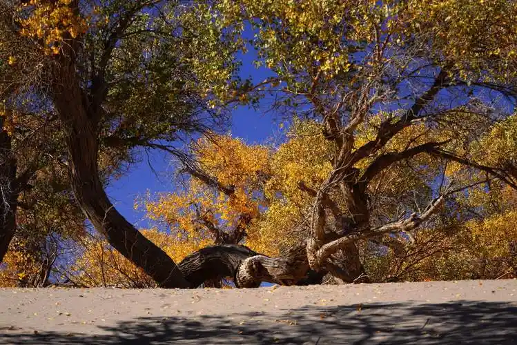 醉美 沙漠胡杨