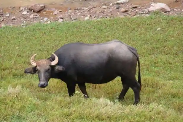 牛的种类有哪些?