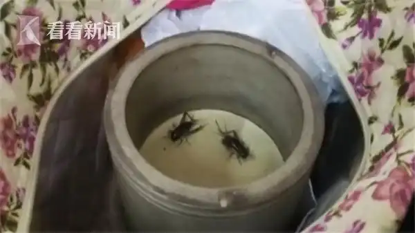 50多人扎堆赌博斗蛐蛐 缠斗正酣警察突然冲进来