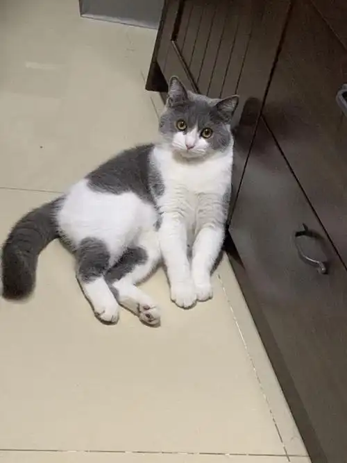 发腮问题快1岁的英短蓝白弟弟发腮好像bug了