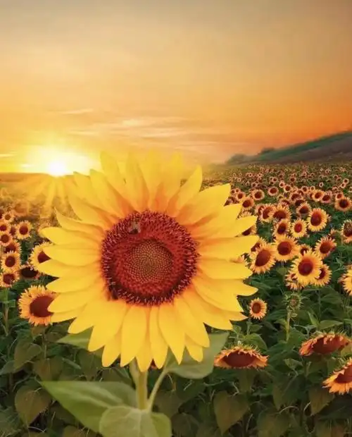 最漂亮的向日葵图片,向日葵治愈系背景图