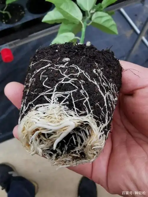 「种轻松」50天上架,百香果幼苗期管理要这么做(定植-上架)