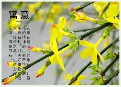 迎春花