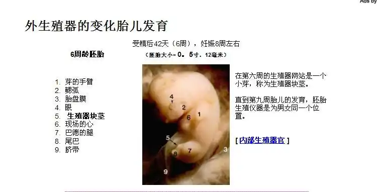 关于11-14周胎儿看性别的的.求人不如自己看.