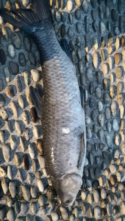 纯野生大青鱼,杠杠杠杠的