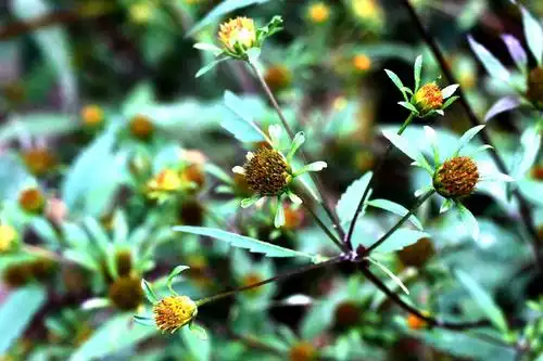 【狼杷草】菊科,鬼针草属 - 简书